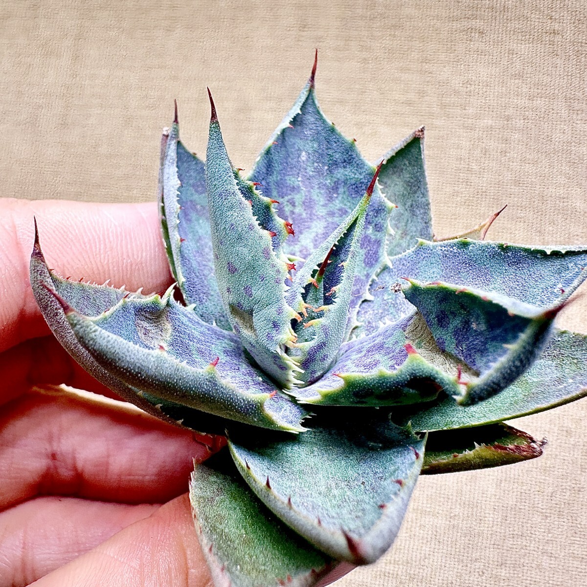 子株】雷王 血雨×雷神 ハイブリッドアガベ hybrid Agave ブラッド