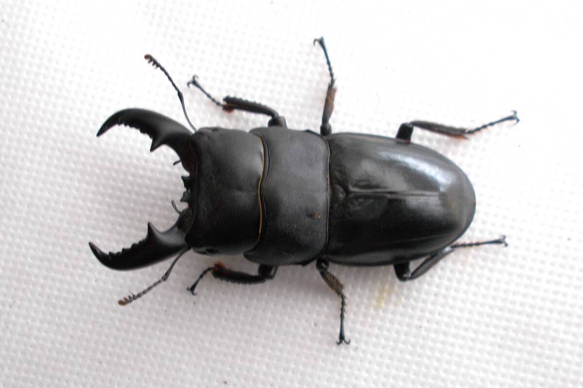 昆虫標本 台湾 屏東縣 ペア タイワンヒラタクワガタ Dorcus titanus