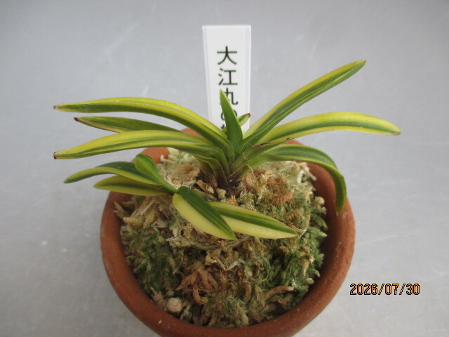 ○富貴蘭と遊ぼう・・☆大江丸縞☆・・長生蘭/セッコク/山野草