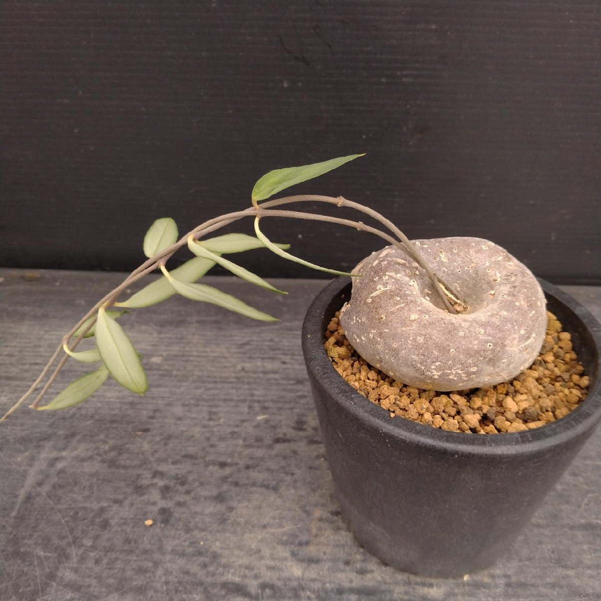 フォッケア ムルチフローラ Fockea multiflora 大株の落札情報詳細