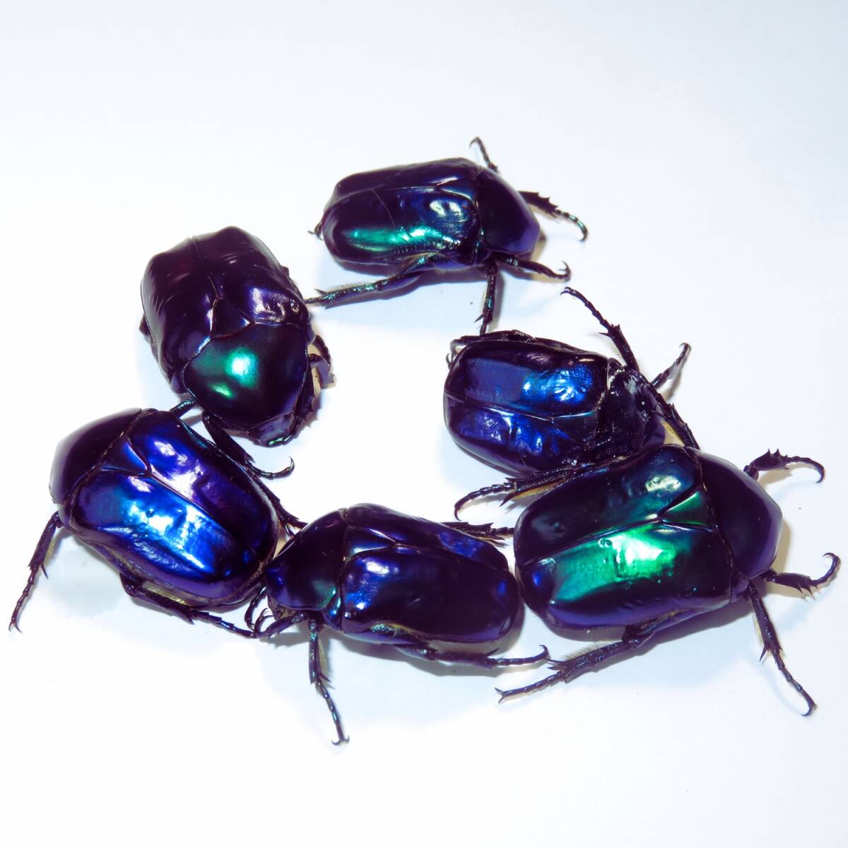 トルコ産 スペキオーサツヤハナムグリ Protaetia speciosa venusta