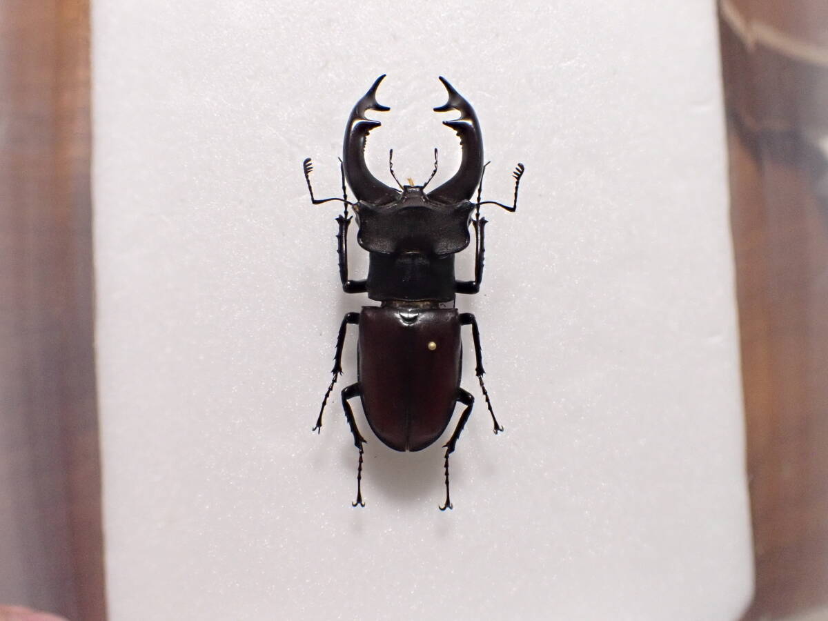 ヨーロッパミヤマクワガタ 標本 82mm ヨーロッパミヤマクワガタ 標本