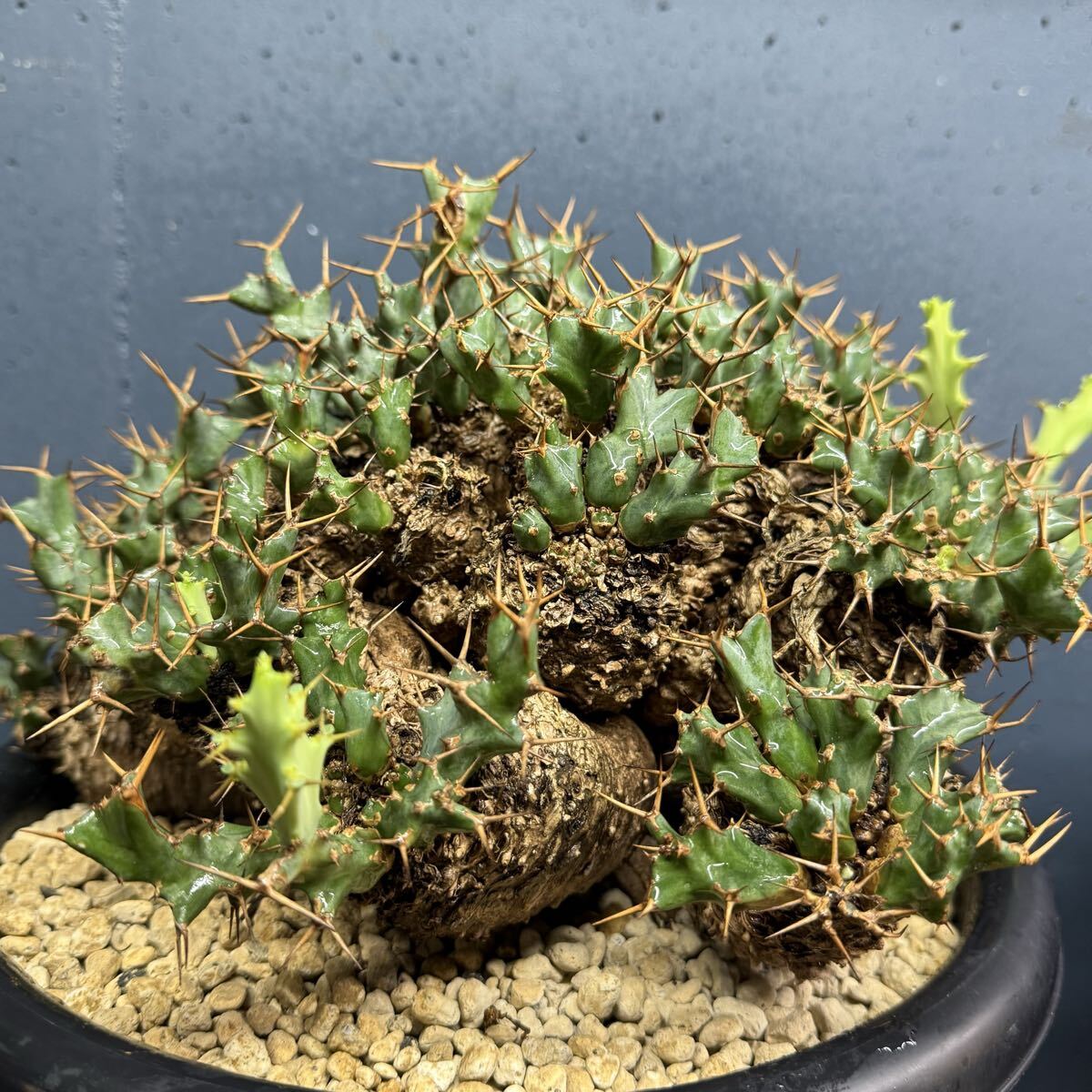 観葉植物 33【極上良型】ユーフォルビア クラビゲラ 発根済み 現地株