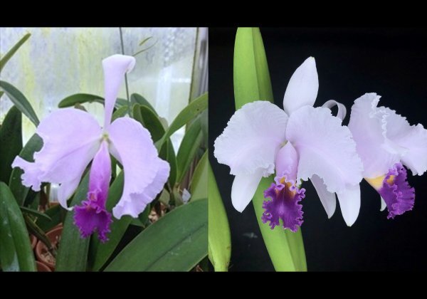 栽培品】洋蘭 原種 カトレア C. trianae semi-alba 'Okada' CBM/JOGA