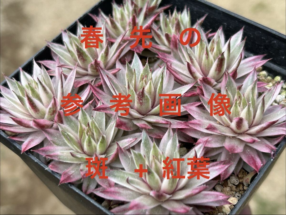 多肉植物 ☆ センペルビウム サクソン錦 1☆ 子株付き (*^-^*)の落札
