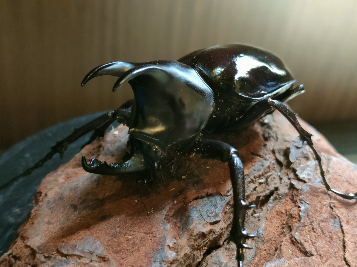 ディアゴスティーニ 世界の昆虫 甲虫 モーレンカンプオオカブト オス