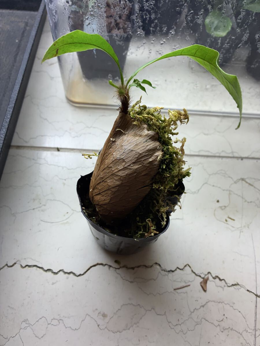 ワイルド株】☆希少種☆Drynaria involuta from Hulu Kapuas