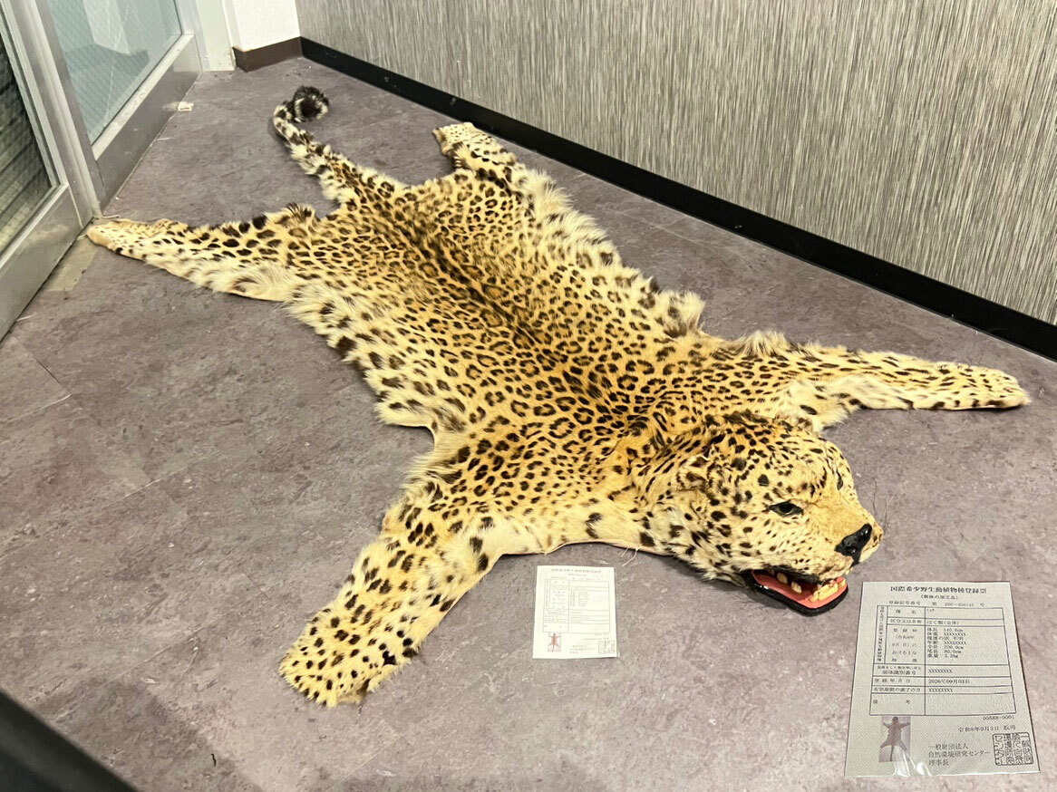 アオウミガメ 剥製 全長約46cm ウミガメ 国際希少野生動植物種登録票