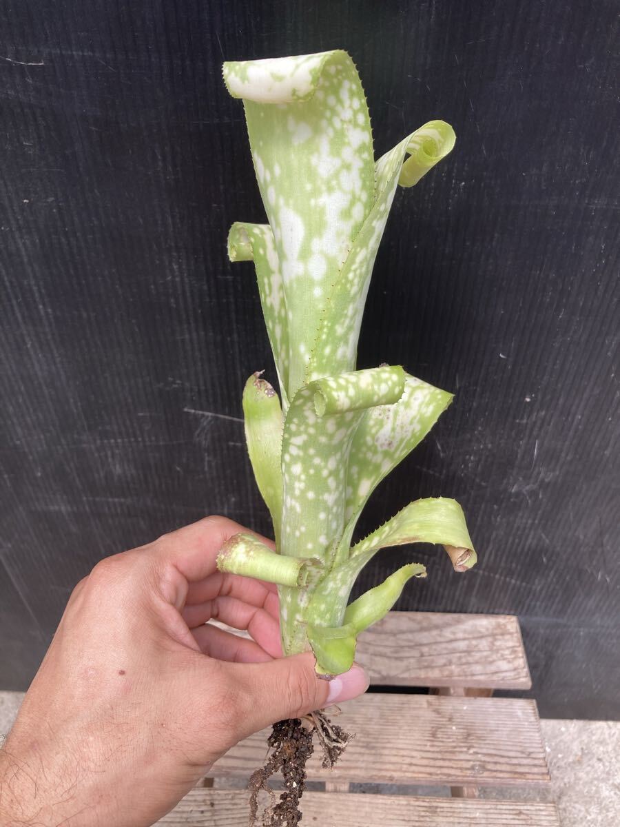 ビルベルギア Billbergia」の直近30日のオークション落札価格一覧
