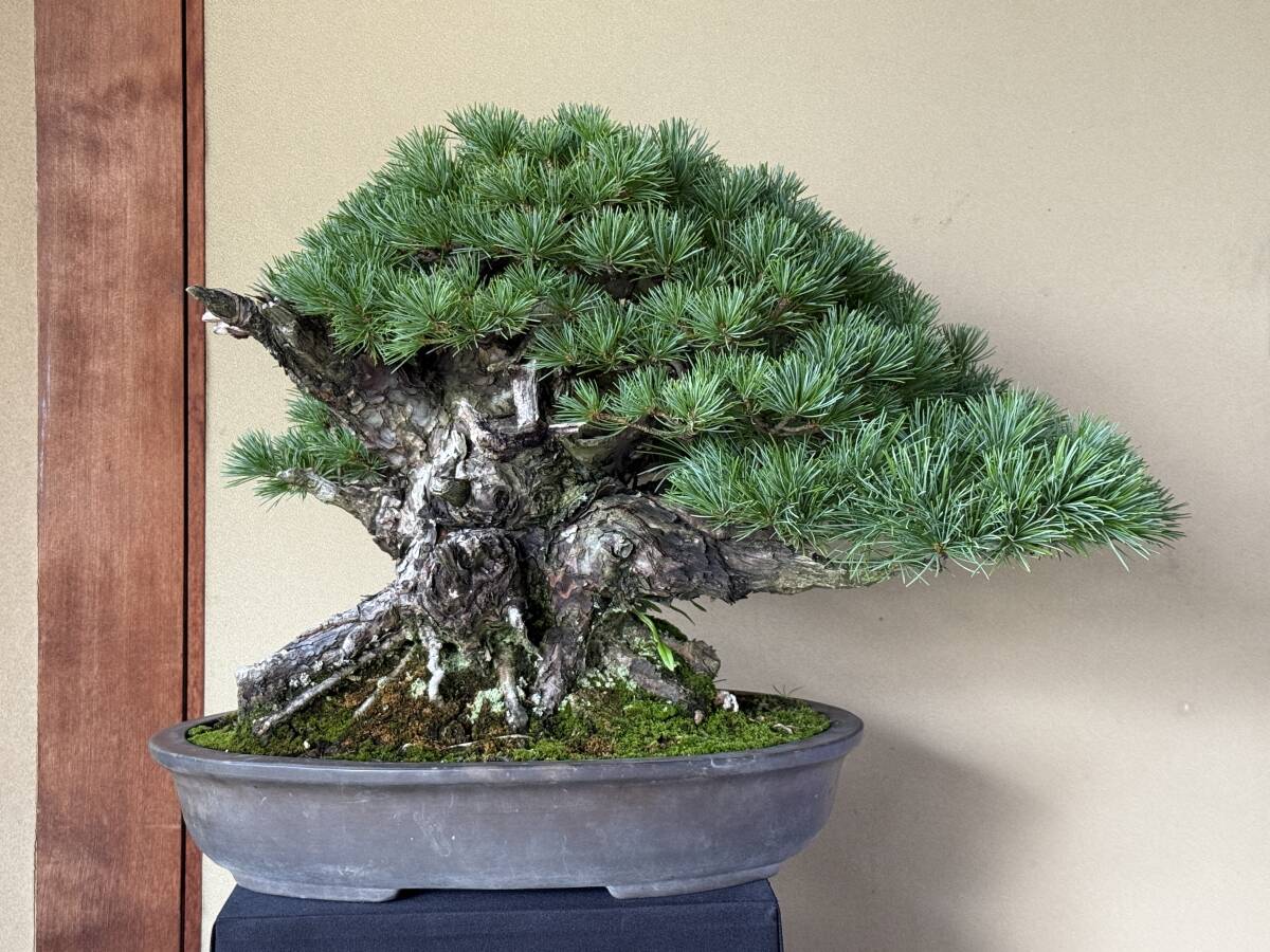 下館泰晃園○五葉松／株立○樹高56cm○大品盆栽○○の落札情報詳細