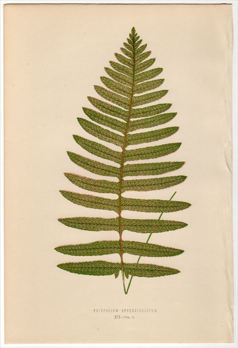 1863年 木版画 英国のシダ植物 ナナバケシダ科 テクタリア属 Polypodium Appendiculatum の落札情報詳細 ヤフオク落札価格情報 オークフリー スマートフォン版