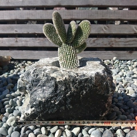 ウチワサボテン石鉢セット 庭石鑑賞石盆石水石盆栽灯籠造園坪庭庭ガーデニング置物オブジェインテリアエクステリア多肉植物サボテン鉢 の落札情報詳細 ヤフオク落札価格情報 オークフリー スマートフォン版