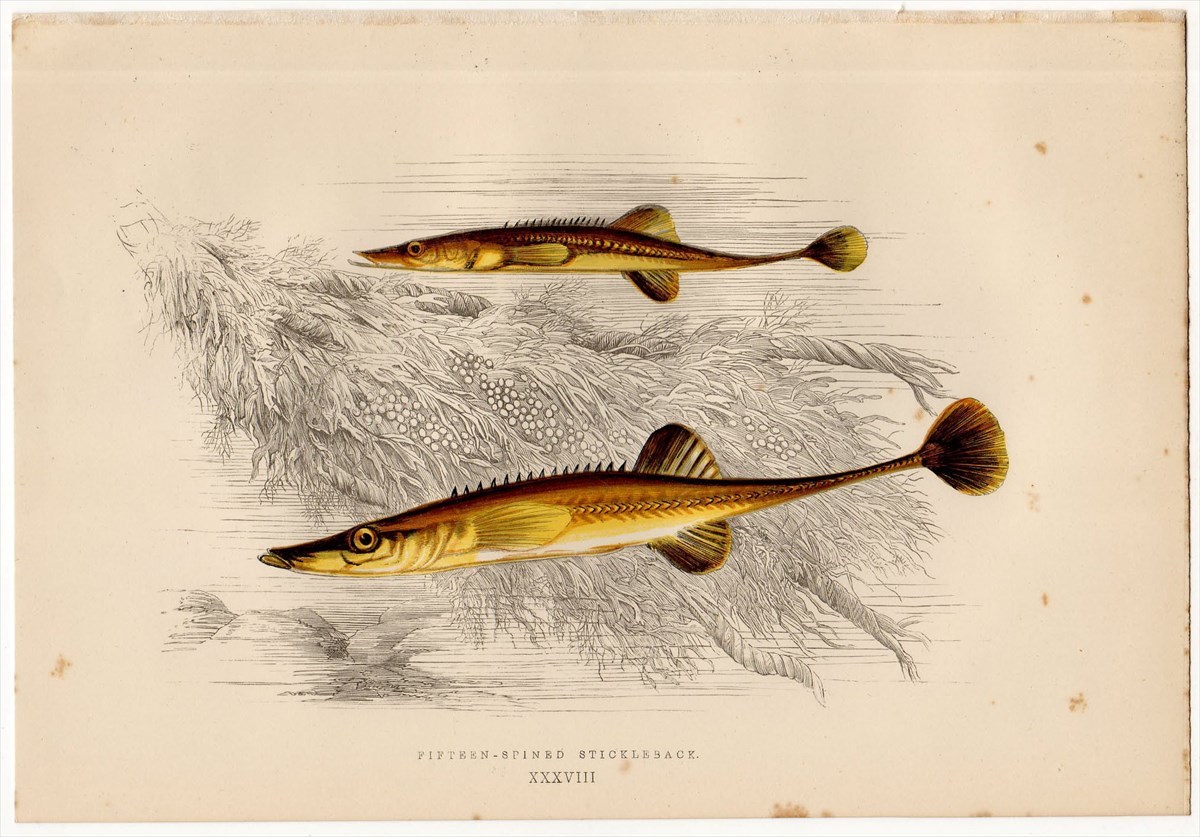 1877年 コーチ 英国の魚類史 多色石版画 トゲウオ科 スピナキア属 ウミトゲウオ Fifteen Spined Stickleback 博物画 の落札情報詳細 ヤフオク落札価格情報 オークフリー スマートフォン版