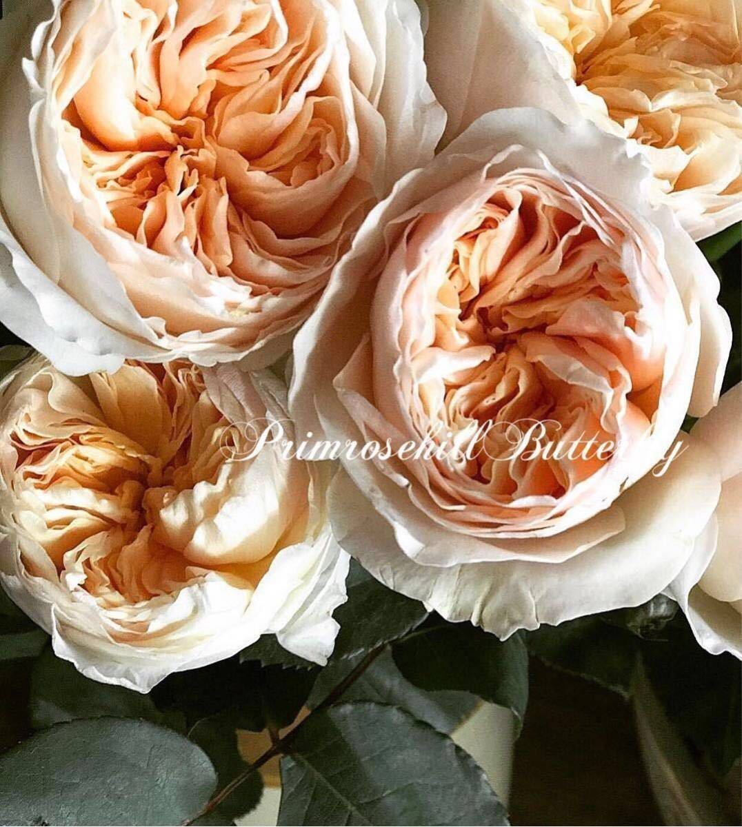 ローズコレクション 人気 切花 品種 Juliette スィート ジュリエット David Austin Er イングリッシュローズ の落札情報詳細 ヤフオク落札価格情報 オークフリー スマートフォン版