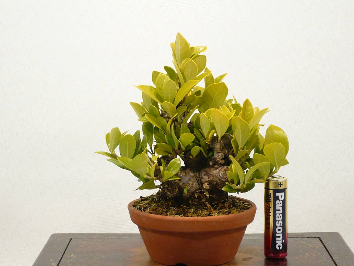 ☆小品盆栽☆ クチナシ （梔子⁄くちなし） 太幹優良素材