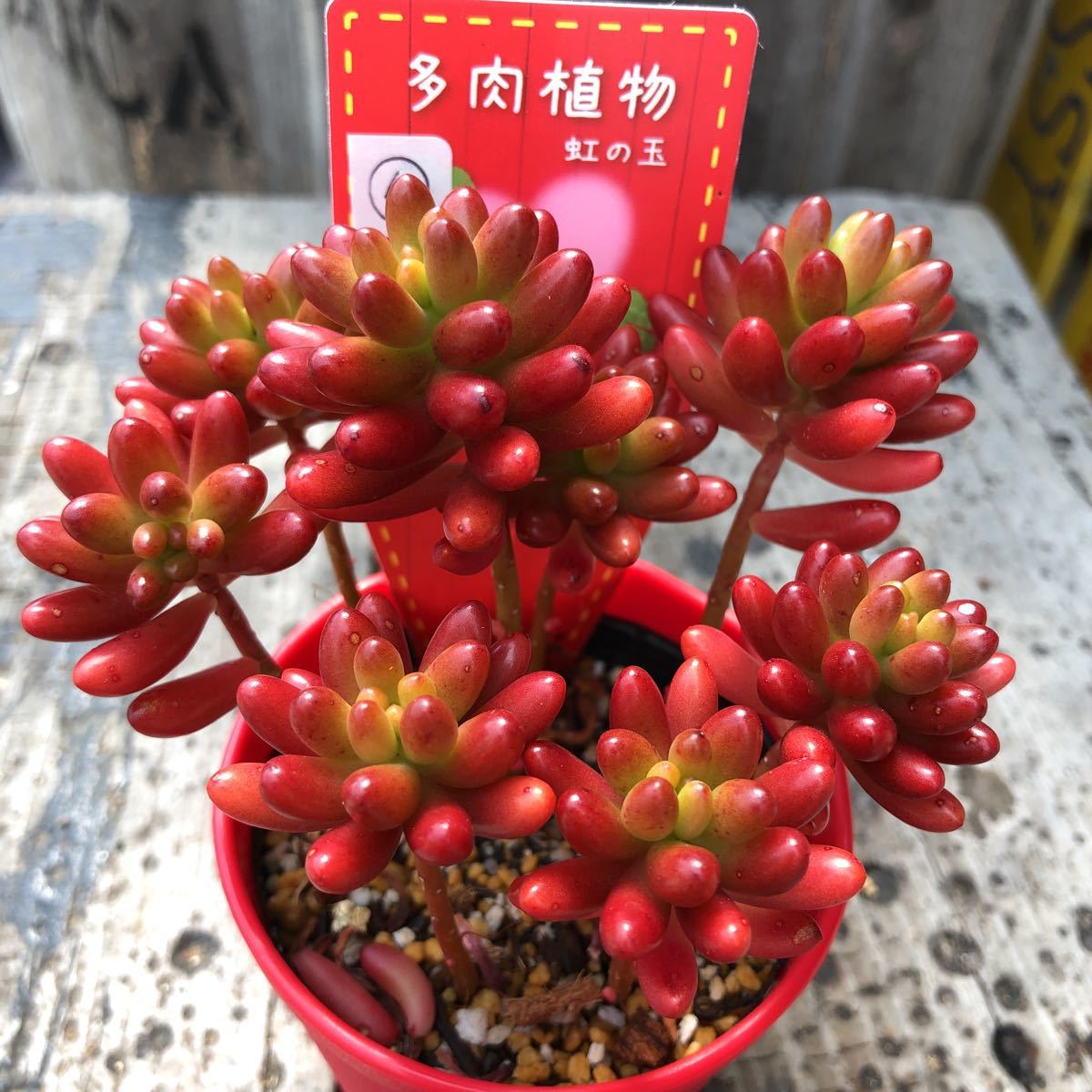 Sweetbasket 多肉植物 セダム 虹の玉 7 5cmポット 寄せ植えに イベント中止の為多数出品中 の落札情報詳細 ヤフオク落札価格情報 オークフリー スマートフォン版