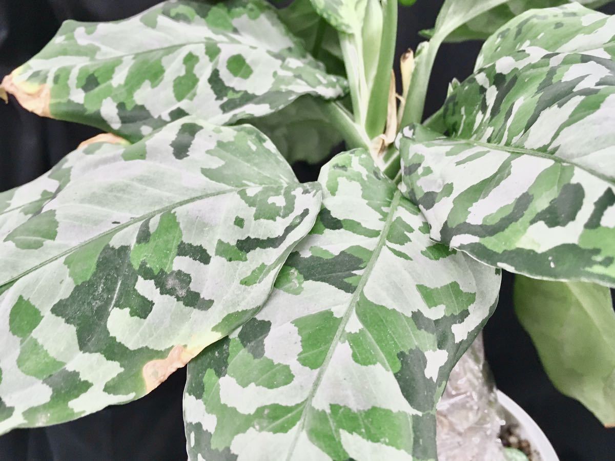 子株】Aglaonema pictum tricolor “Deep Forest” アグラオネマ 子株】Aglaonema pictum tricolor “Deep Forest” アグラオネマ