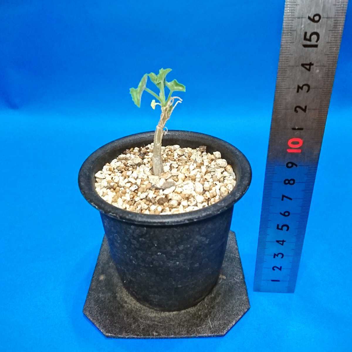 C Bainesiiとして出品していたもの 実生 株 1株 Corallocarpus Triangularis コラロカルプス トリアン グラリス 多肉植物 塊根 の落札情報詳細 ヤフオク落札価格情報 オークフリー スマートフォン版