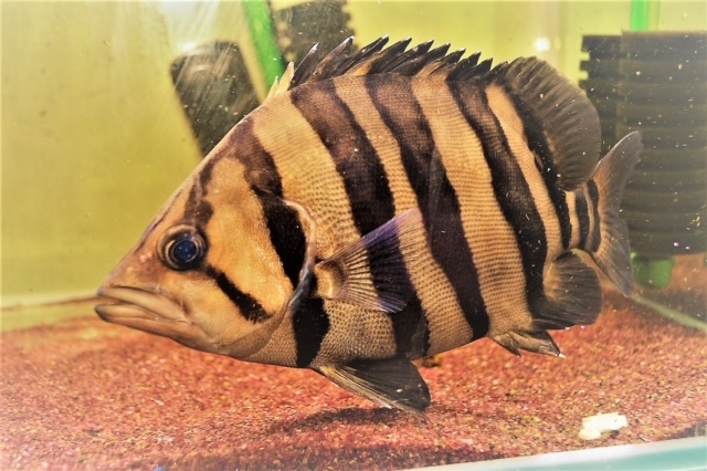 おとひめEP5 沈下性 5kg(1kg×5)　エイ エンドリ ダトニオ キャット おとひめEP5 沈下性 5Kg（1Kg*5袋） エンドリ エイ ダトニオ