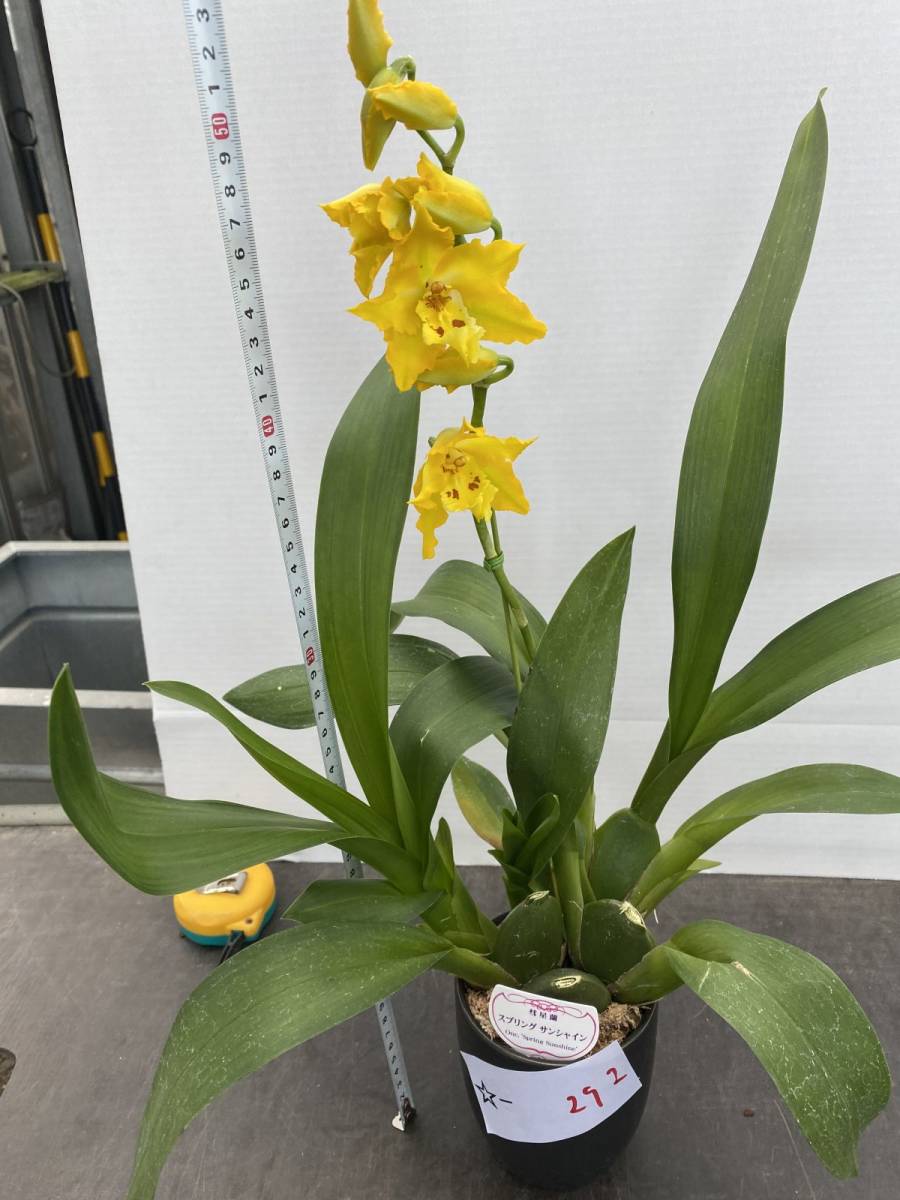 新品 292 蘭 オドントグロッサム 彗星蘭 スプリングサンシャイン Oda Odontoglossum 美株 洋蘭 の落札情報詳細 ヤフオク落札価格情報 オークフリー スマートフォン版 新品 292 蘭 オドントグロッサム 彗星蘭 スプリングサンシャイン Oda Odontoglossum 美株 洋蘭 の落札情報詳細 ヤフオク落札価格情報 オークフリー スマートフォン版