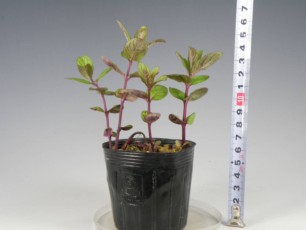 日本ハッカ ホクト 栽培増殖品 ハーブ ミント 山野草 野生ラン の落札情報詳細 ヤフオク落札価格情報 オークフリー スマートフォン版