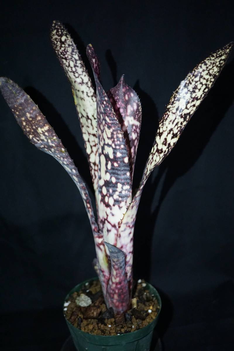 新品】Billbergia 'Black Pearl' ビルベルギア ブロメリアの落札情報
