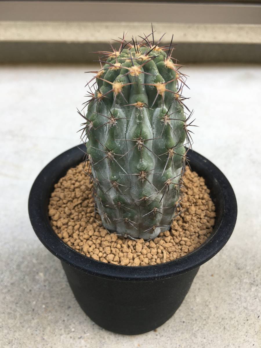 アカントカリキウム グラウカム