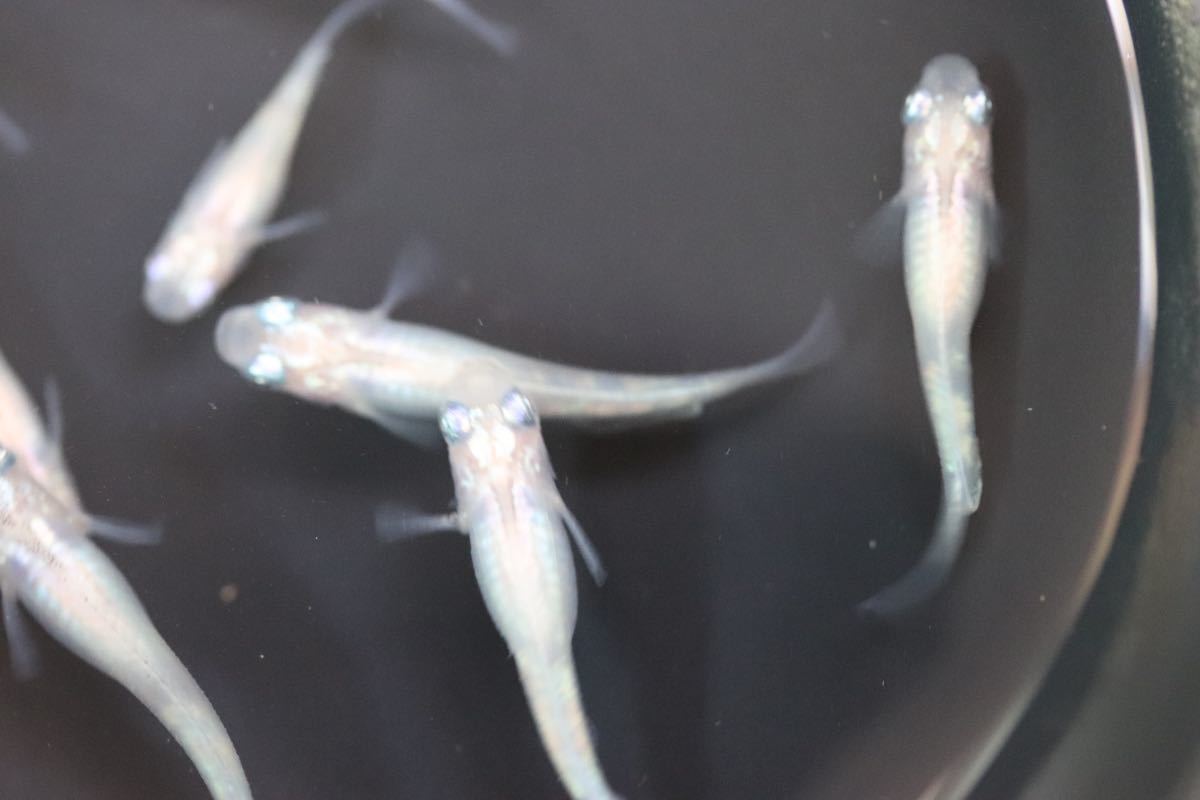 新品 Daiメダカ 現物販売 白みゆき 綺麗な体内光 5ペア A ショートボディのおまけ1匹付き 19年秋産まれ の落札情報詳細 ヤフオク落札価格情報 オークフリー スマートフォン版