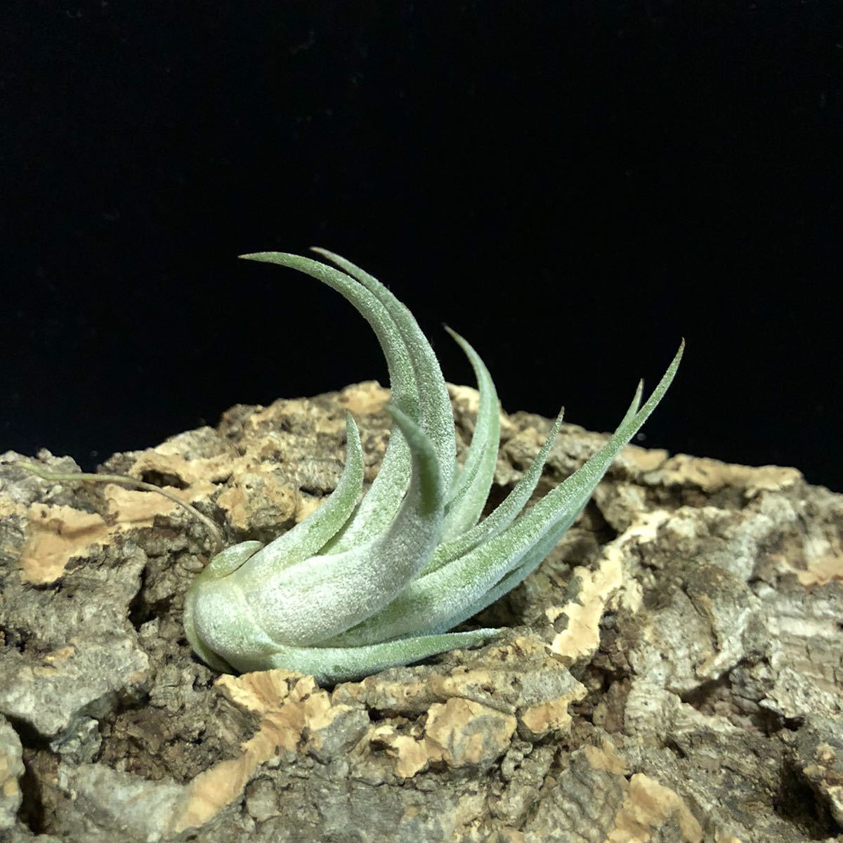 チランジア ティムズロイヤルトレジャー