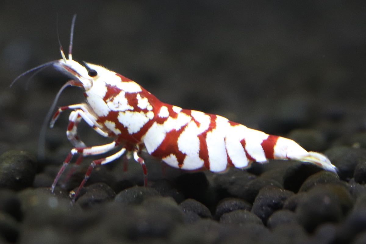 タイガービーシュリンプ(太極)ペア①