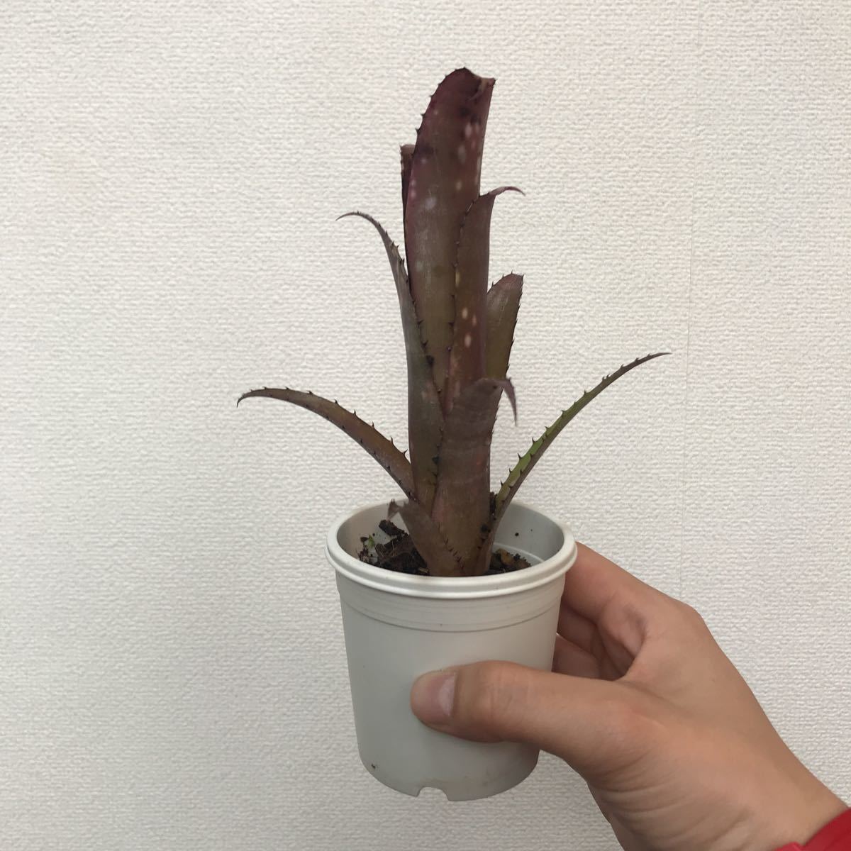 ブロメリア・エアープランツ Billbergia Tinker Bell Billbergia