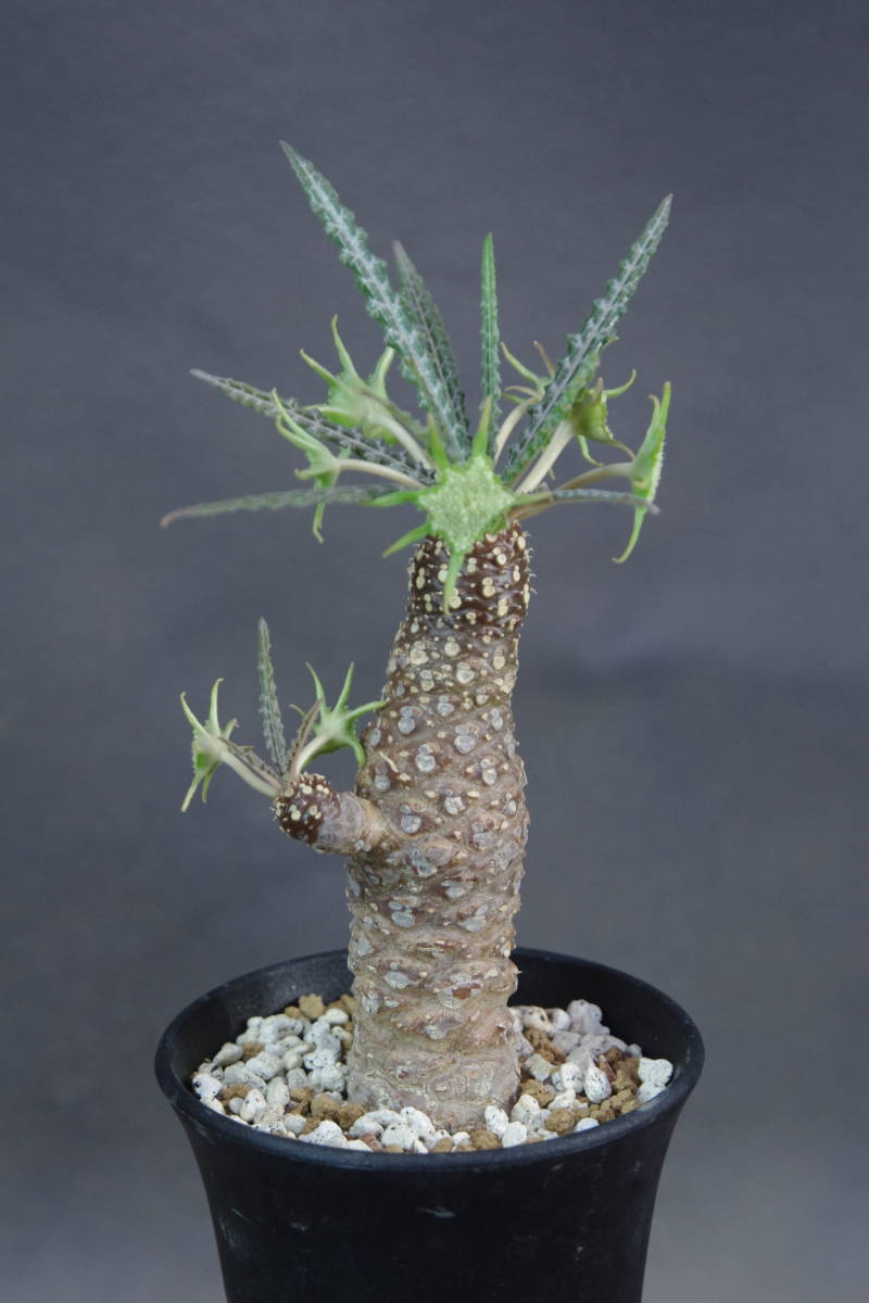 ドルステニア ランキフォリア Dorstenia crispa var. lancifoliaの落札