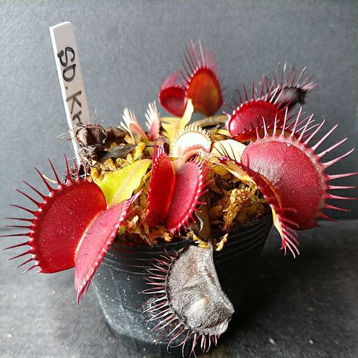 Dionaea SD Kronos （ハエトリソウ） 大型ハエトリソウ】SD Kronos BCP 食虫植物 Dionaeaの落札情報詳細