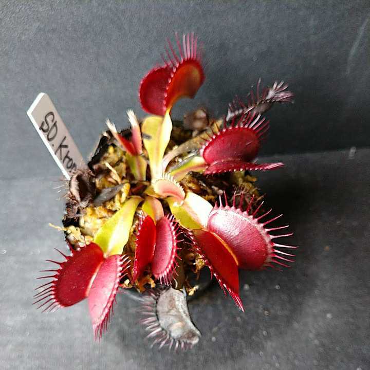 大型ハエトリソウ】SD Kronos BCP 食虫植物 Dionaeaの落札情報詳細