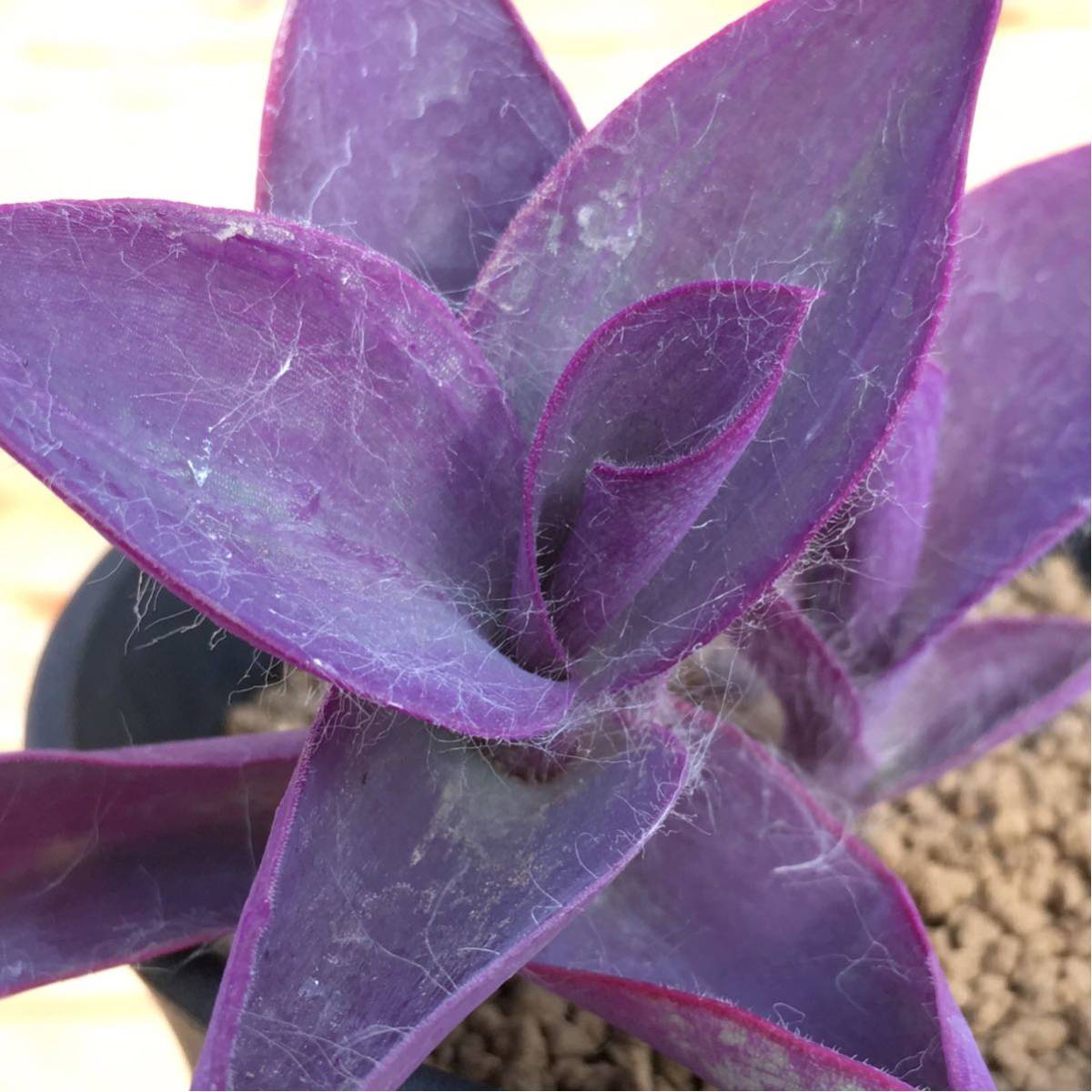 新品 Sトラディスカンチア パリダ 紫御殿 3号 Tradescantia Pallida 多肉植物 サボテン ハオルシア の落札情報詳細 ヤフオク落札価格情報 オークフリー スマートフォン版