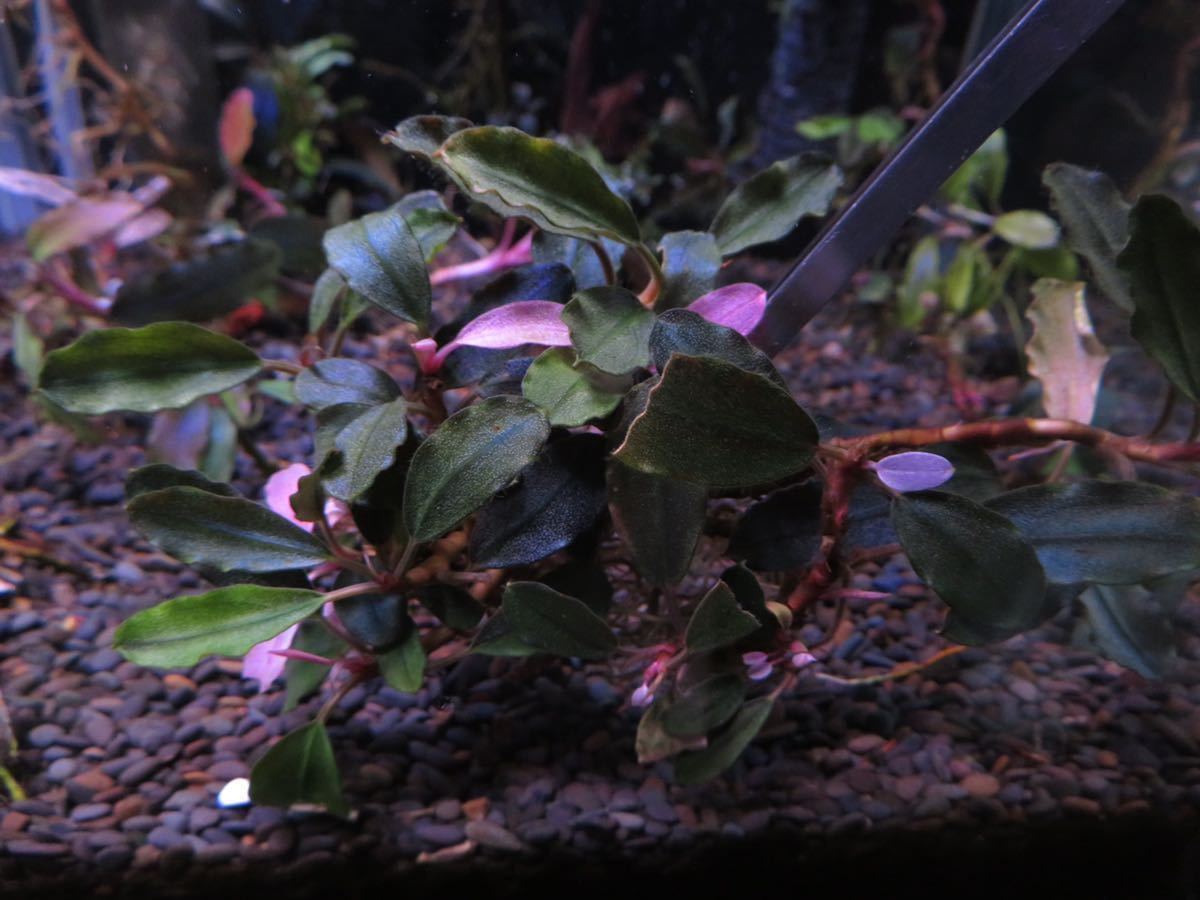 ひ*ろ様 Bucephalandra sp. Violet Bolsom 5株 Bucephalandra sp
