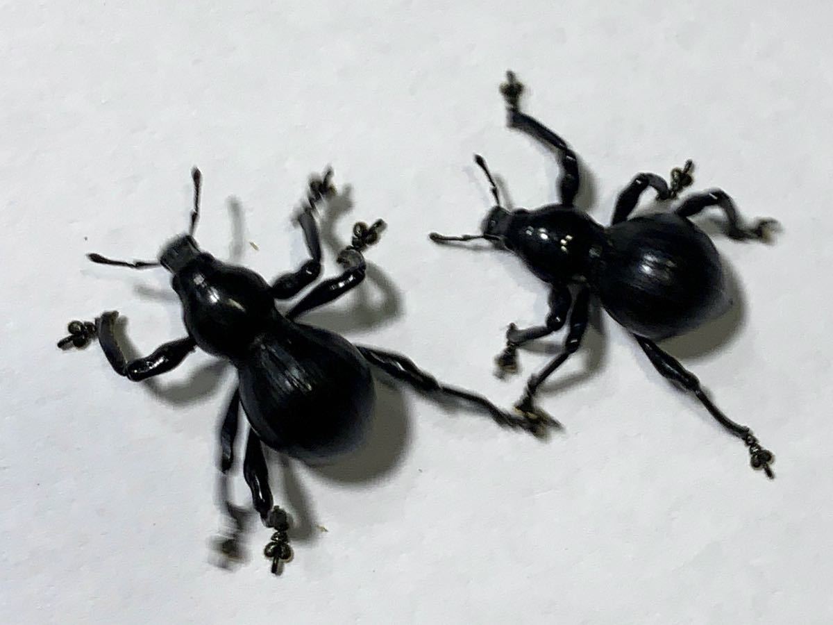 新品 新成虫 クロカタゾウムシ 1ペア ゾウムシ クロカタ 2 の落札情報詳細 ヤフオク落札価格情報 オークフリー スマートフォン版 新品 新成虫 クロカタゾウムシ 1ペア ゾウムシ クロカタ 2 の落札情報詳細 ヤフオク落札価格情報 オークフリー スマートフォン版