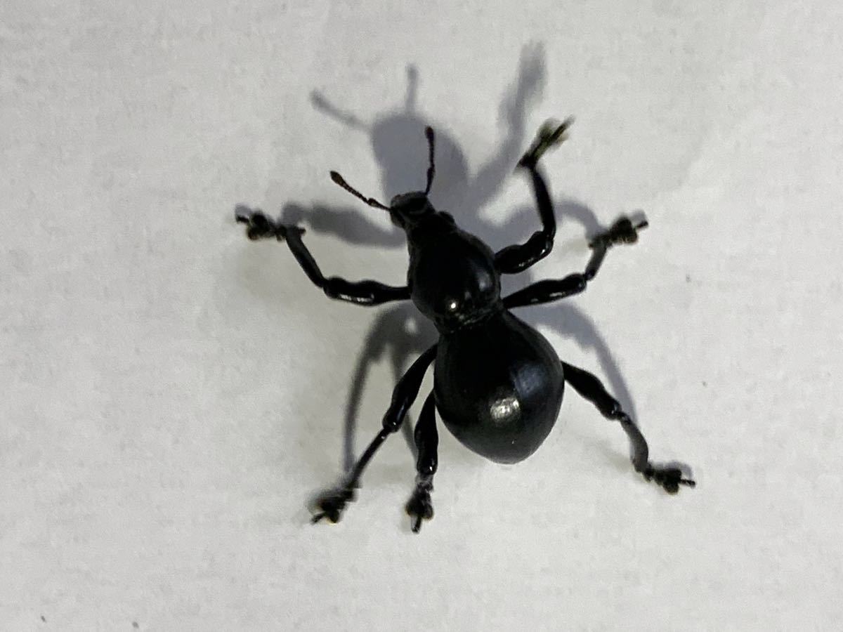 新品 新成虫 クロカタゾウムシ 1ペア ゾウムシ クロカタ 2 の落札情報詳細 ヤフオク落札価格情報 オークフリー スマートフォン版 新品 新成虫 クロカタゾウムシ 1ペア ゾウムシ クロカタ 2 の落札情報詳細 ヤフオク落札価格情報 オークフリー スマートフォン版