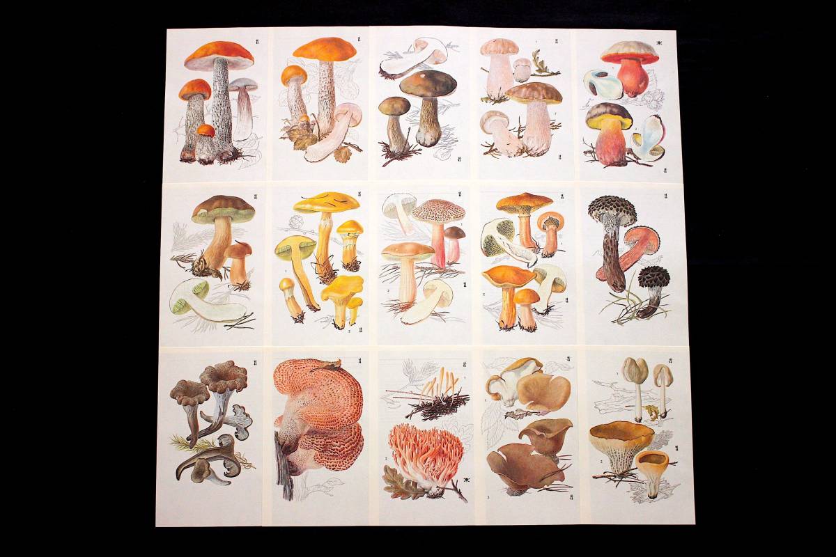 チェコの古いキノコのイラスト15枚セット02 アンティーク ヴィンテージ イラスト チェコ雑貨 東欧 紙物 きのこ図鑑 キノコ 洋書 雰囲気 の落札情報詳細 ヤフオク落札価格情報 オークフリー スマートフォン版