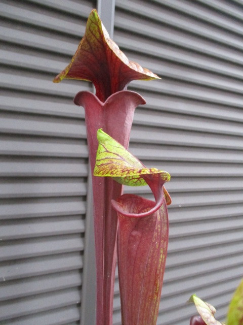 食虫植物サラセニアflava var. flava Giant form 食虫植物サラセニアflava var. flava Giant form