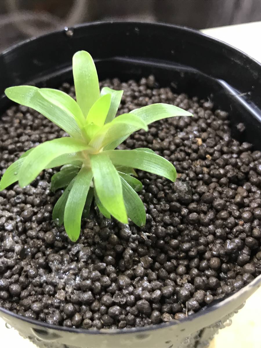 専用！珍種！シンゴナンサスspオンドラス2 ボリビアンスタープランツ　ホシクサ 専用！珍種！シンゴナンサスspオンドラス2 ボリビアンスタープランツ