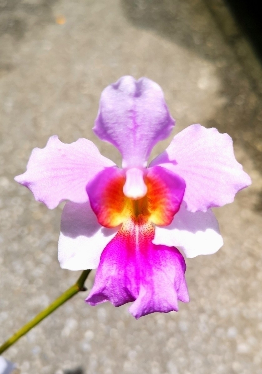 第四種 洋蘭 原種】Papilionanthe teres パピリオナンセ テレスの落札