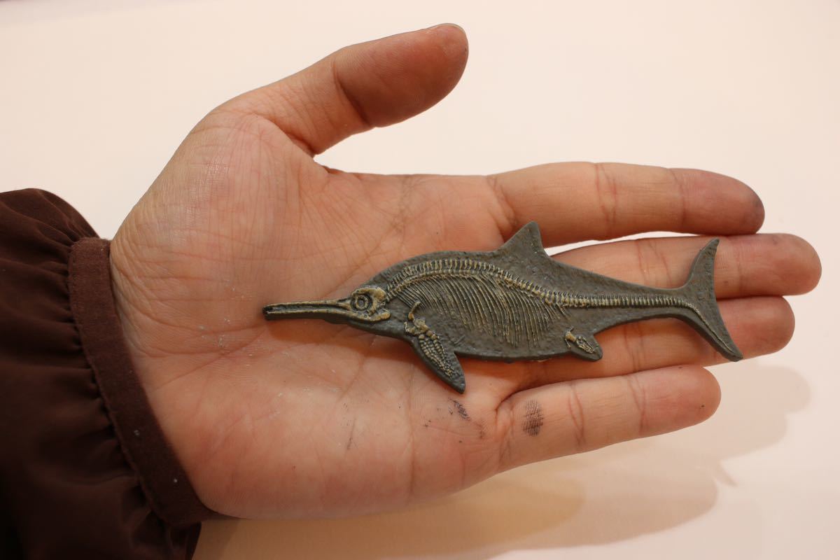 魚竜 歯 化石 イクチオサウルス [IC6] 恐竜の歯 恐竜の化石