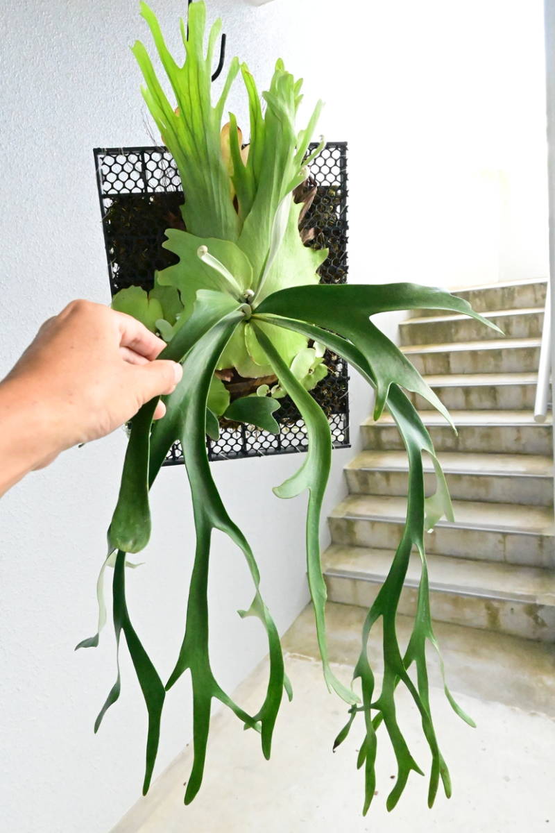 ビカクシダ ウィリンキー ベイレイ ベイリー Baileyi