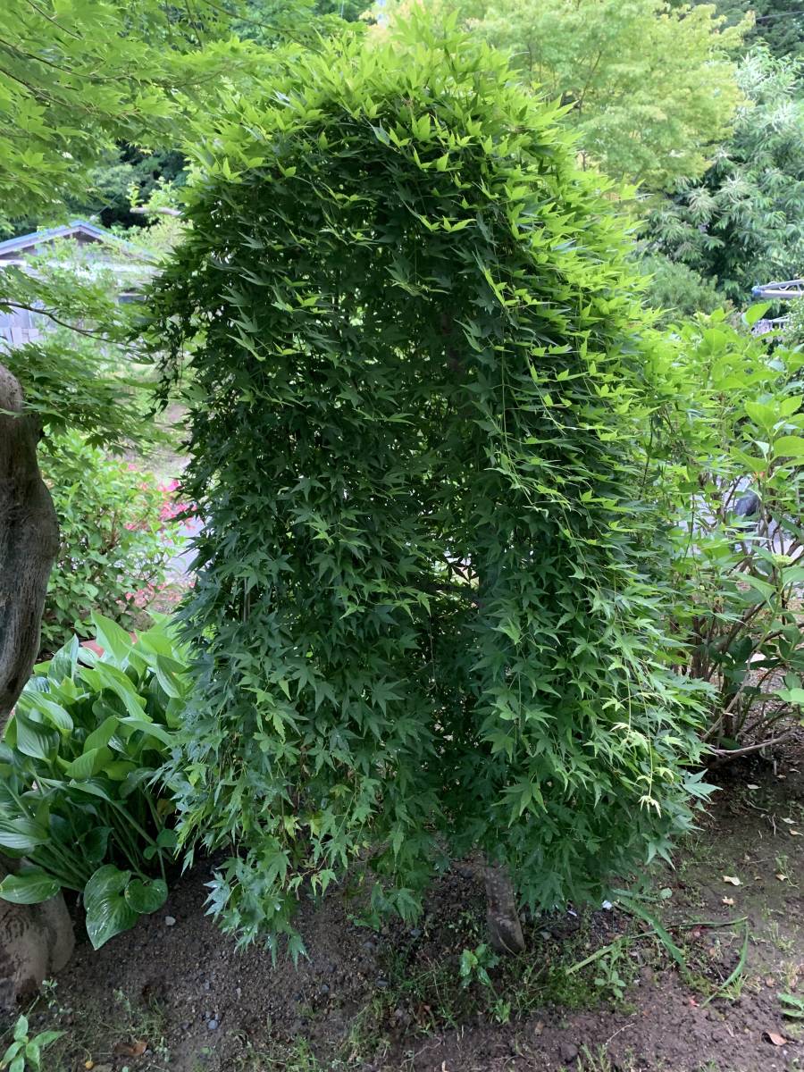 すだれもみじ 庭木