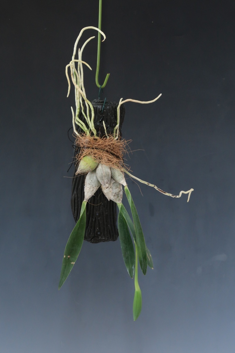新品】即決 洋蘭 原種 TA5582 Prosthechea (=Encyclia) citrinaの落札