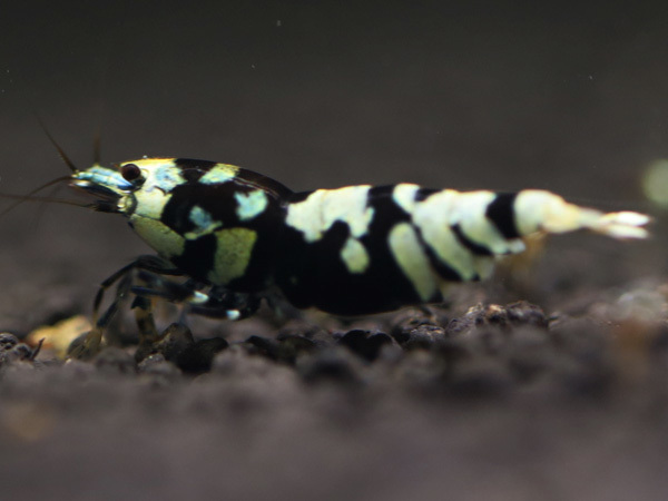 ブラックレガリアレックスペア、 シュリンプ