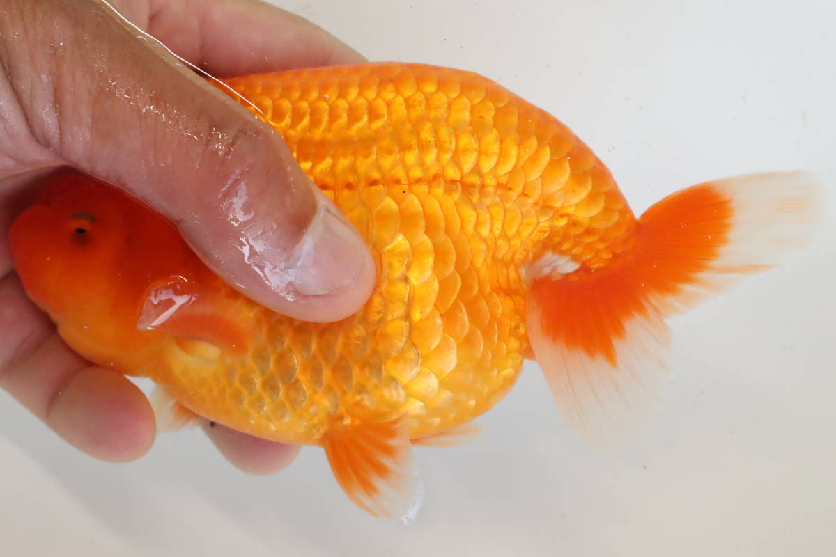 新品 丸長 21 3 14開催 静岡県 浜松らんちゅう同好会 即売会入手魚 明二歳 15 5 オス 静岡県 有名ブリーダー作出魚 の落札情報詳細 ヤフオク落札価格情報 オークフリー スマートフォン版 新品 丸長 21 3 14開催 静岡県 浜松らんちゅう同好会 即売会入手魚 明二歳 15 5 オス 静岡県 有名ブリーダー作出魚 の落札情報詳細 ヤフオク落札価格情報 オークフリー スマートフォン版