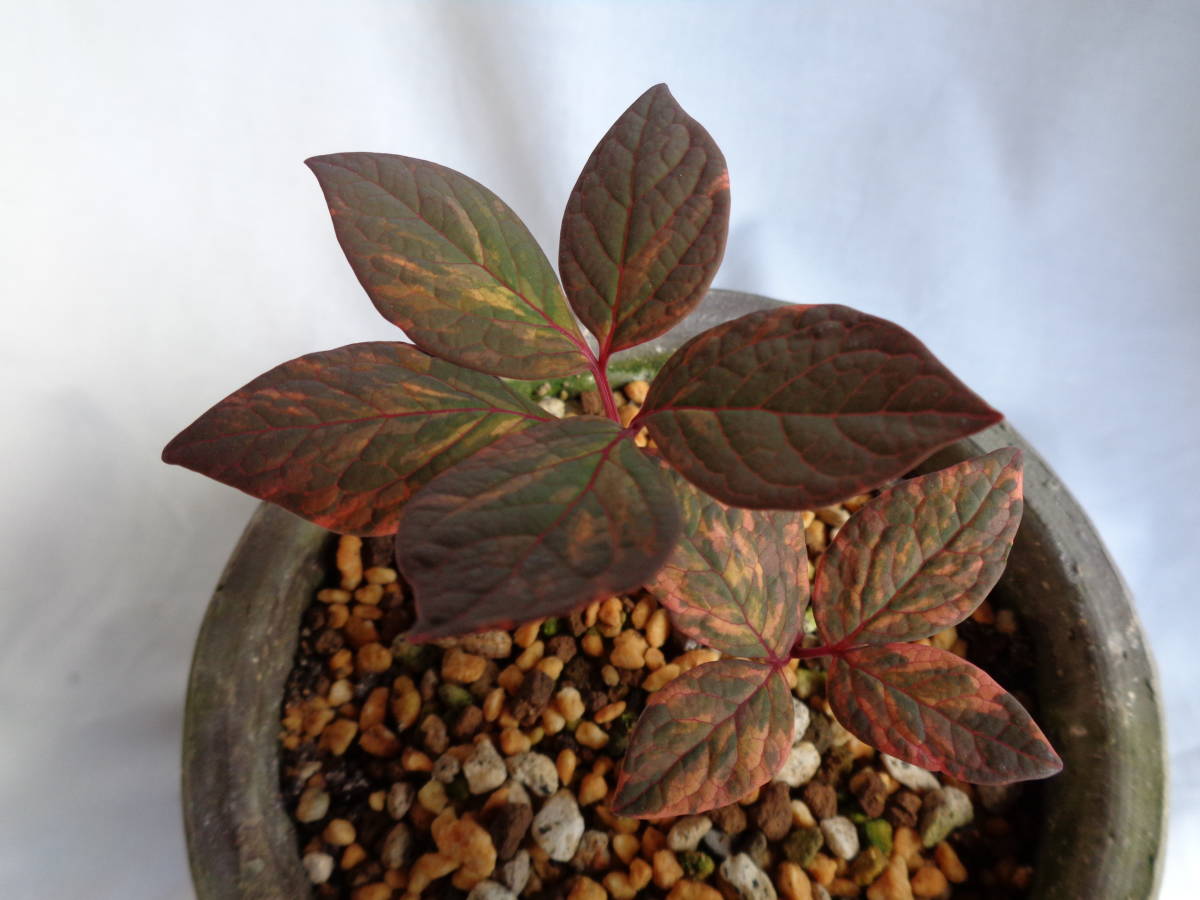 新品 山野草 斑入りヤマシャクヤク 甲州錦 株分け品 山梨県鳴沢産 の落札情報詳細 ヤフオク落札価格情報 オークフリー スマートフォン版