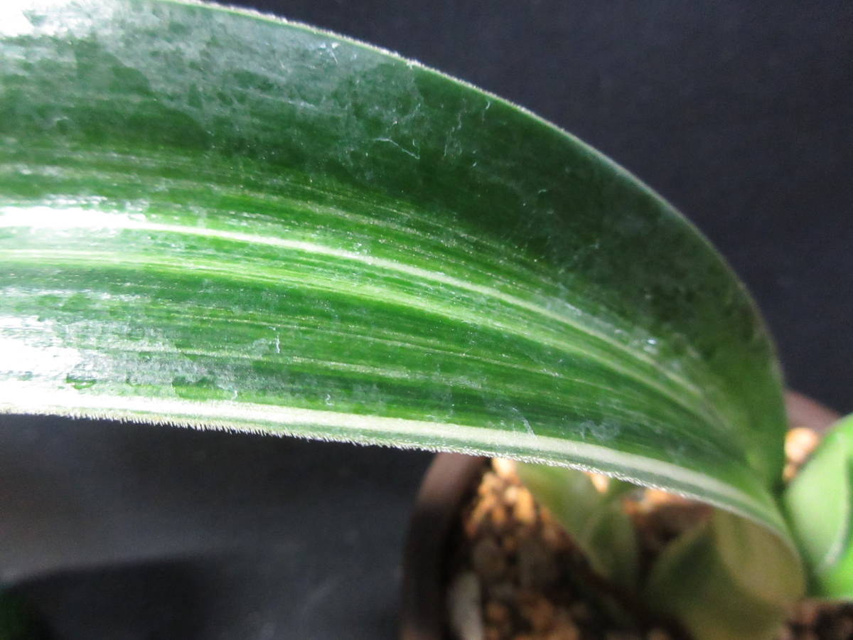 斑入りマユハケオモト☆多肉植物☆球根植物【斑入りマユハケオモト